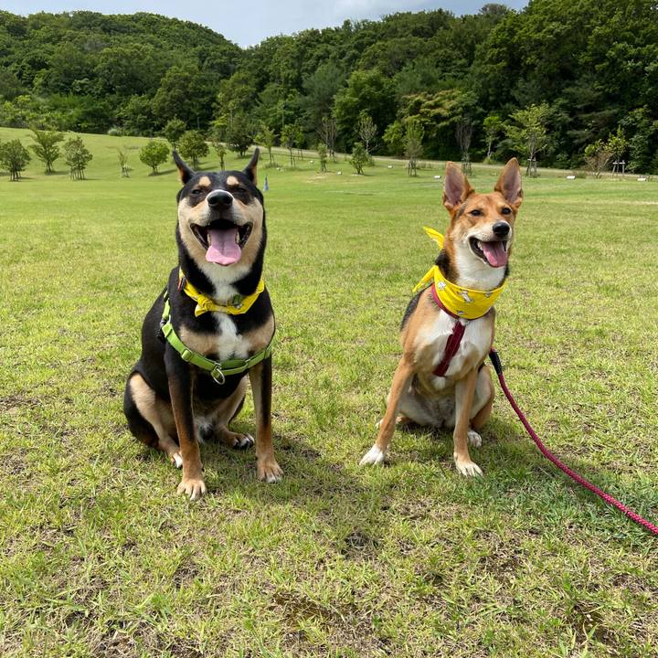 F2ece25b cef9 44e5 8b0a d6a6f353758c 1592631837865