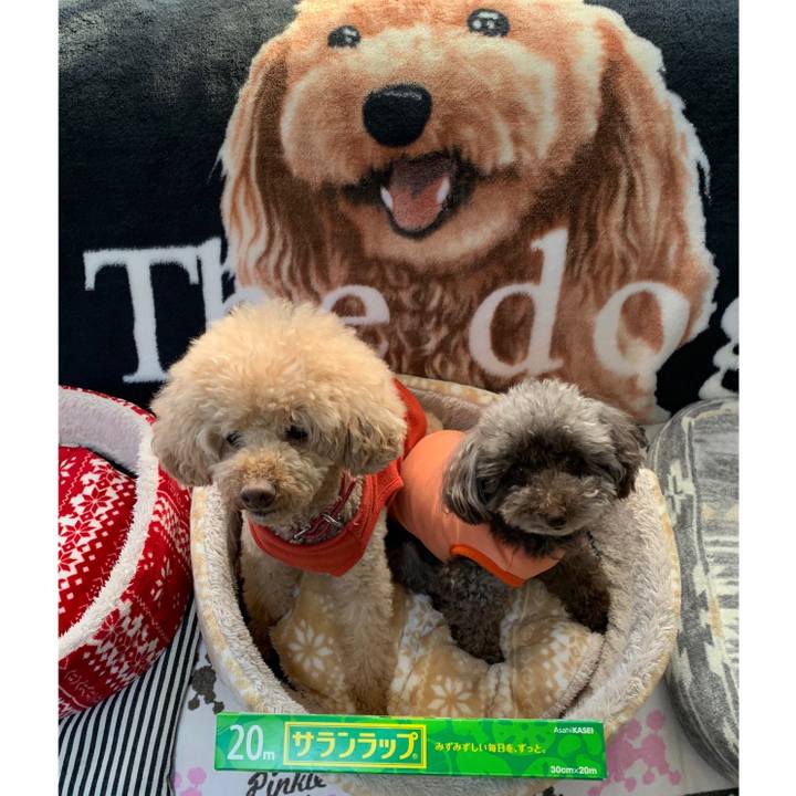 F2ed587b 04f8 4fd0 81e5 7393d4e89c9b 1584948151084