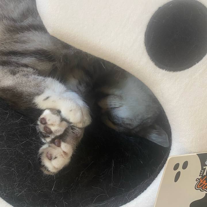 F2ed98b5 dc5b 498c 8aad 15f096a0d90e 1760761371065