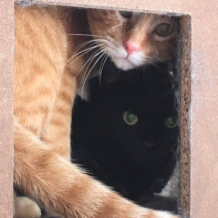 F2f0116d 3bc2 4416 8b98 caa4f497d4c1 1532729173485