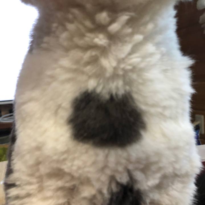 F2f09d47 453c 4f2c b04c be8a35b29a20 1595149484393