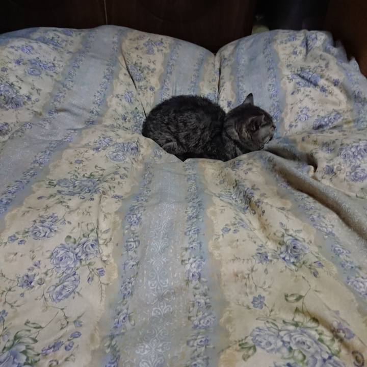 F2f2c270 4985 4d5d 8607 3b13941db0bb 1573302424249