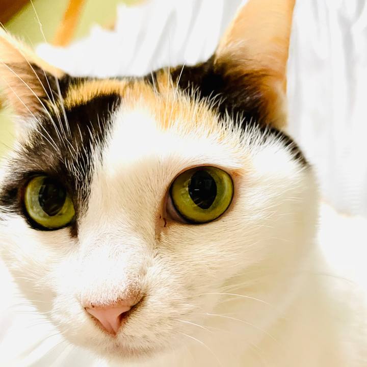 F2f2ddf9 e7cd 4dc6 b740 ccf41c1eaa83 1605576967636