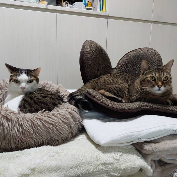 F2fa894e 79cd 44e8 9d3b a799b082c86b 1731711373412