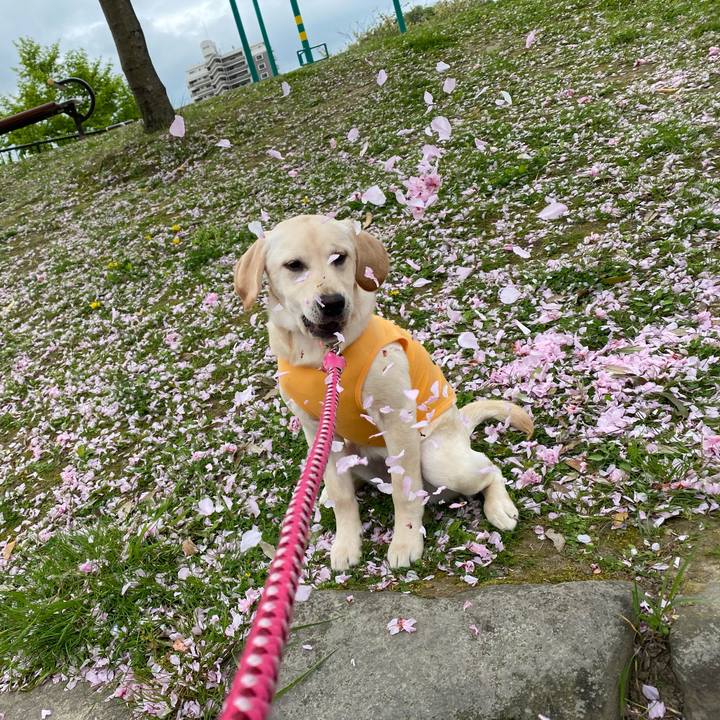 F2fce8f9 3103 42c8 9800 d1c0cab3d972 1618214514099