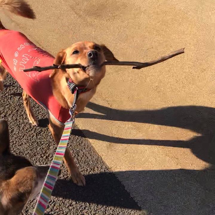 F3009589 4c5c 4535 8436 ffbc9200ccf3 1542285058919