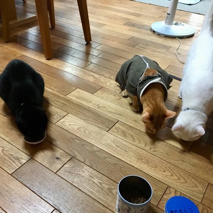 F302af9f e19e 41f3 bacc 69788ae5cfb3 1532862575352