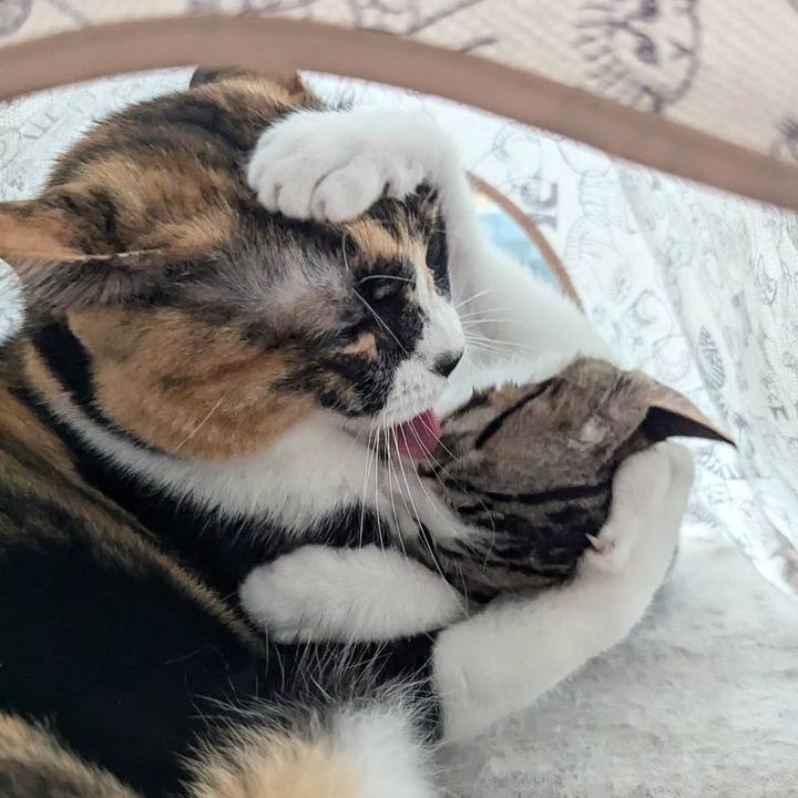 F305e59e 40a4 4340 837f c81f03e57055 1721971464751