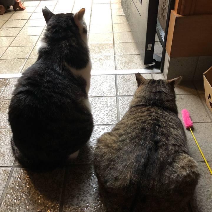 F308036a 4267 4c24 9ff8 6220a3993a7f 1560163421807