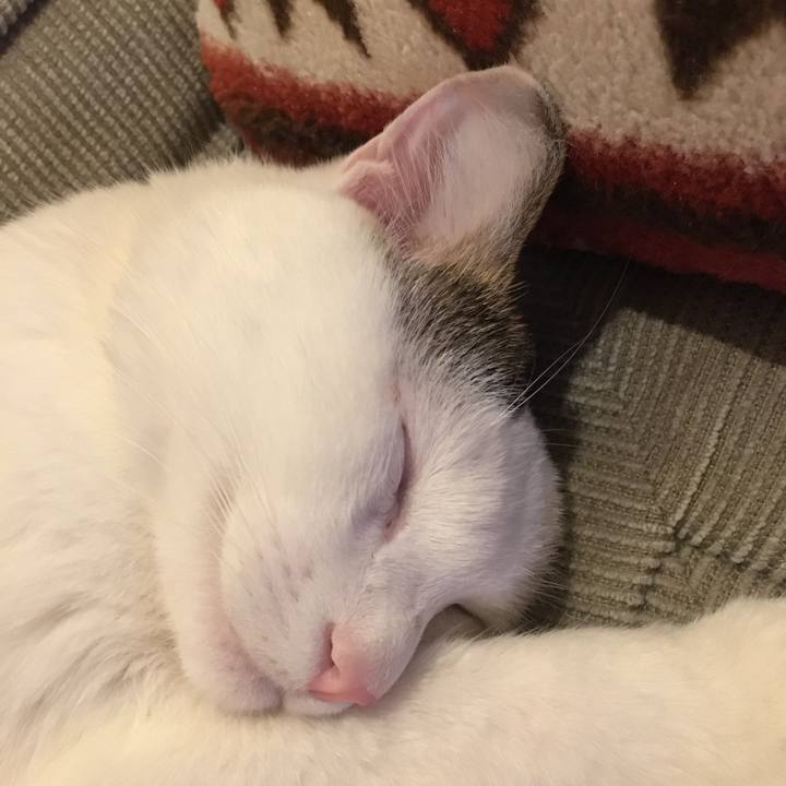 F3087cec a003 447a 8fd5 d88080fffa9e 1522817702855