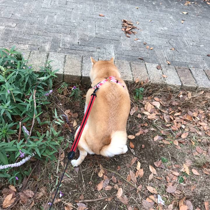 F309892d 3144 45ab ac40 fccceb690646 1544074714661