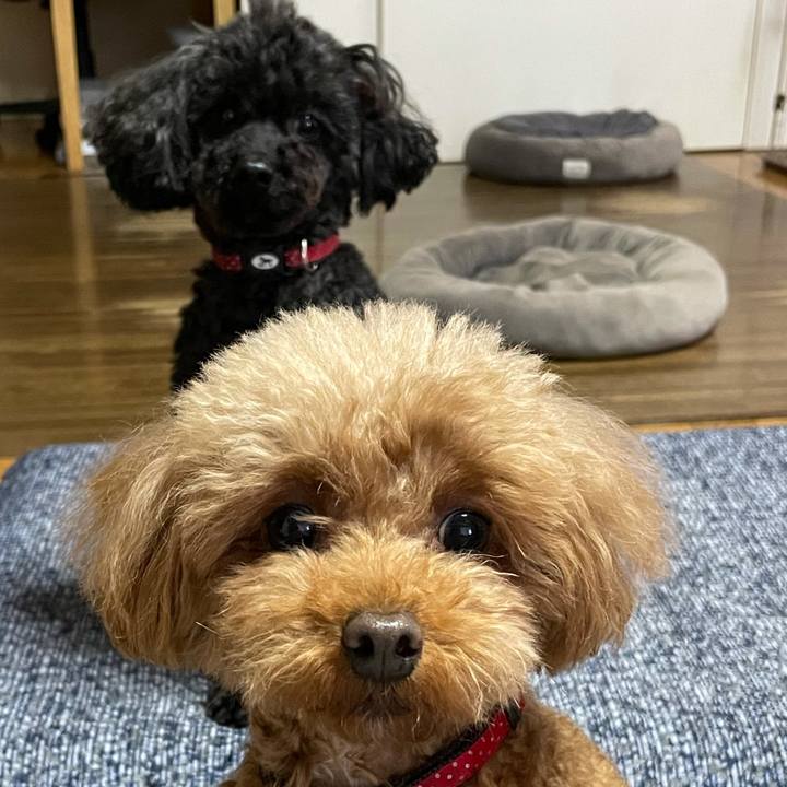 F3132fee 36b5 49a7 8ac1 5cc87f0c53ef 1621067182113