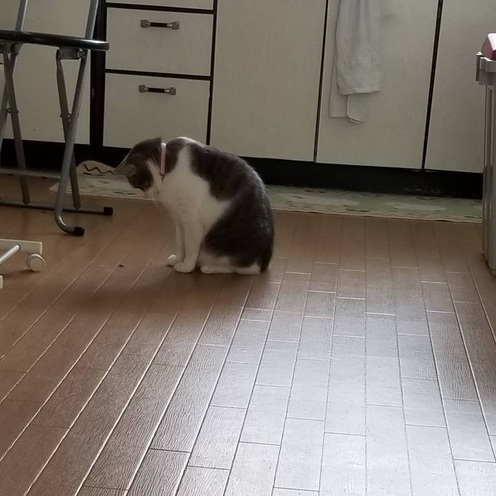 F315e359 37e7 4594 bc2e 7a21d01d6cf8 1587042909382