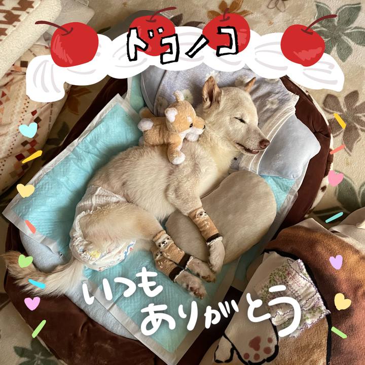 F31fcba2 90e3 4135 9664 d45c4f0d727d 1685974868880