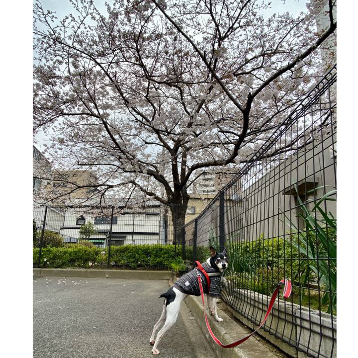 F3234faa 11e2 4025 93d5 fa0070f212f3 1585662655983