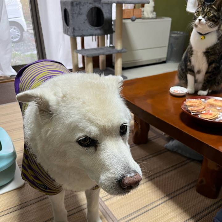 F32432a3 60cc 42dd 9e28 62ed50cb78db 1762042184179