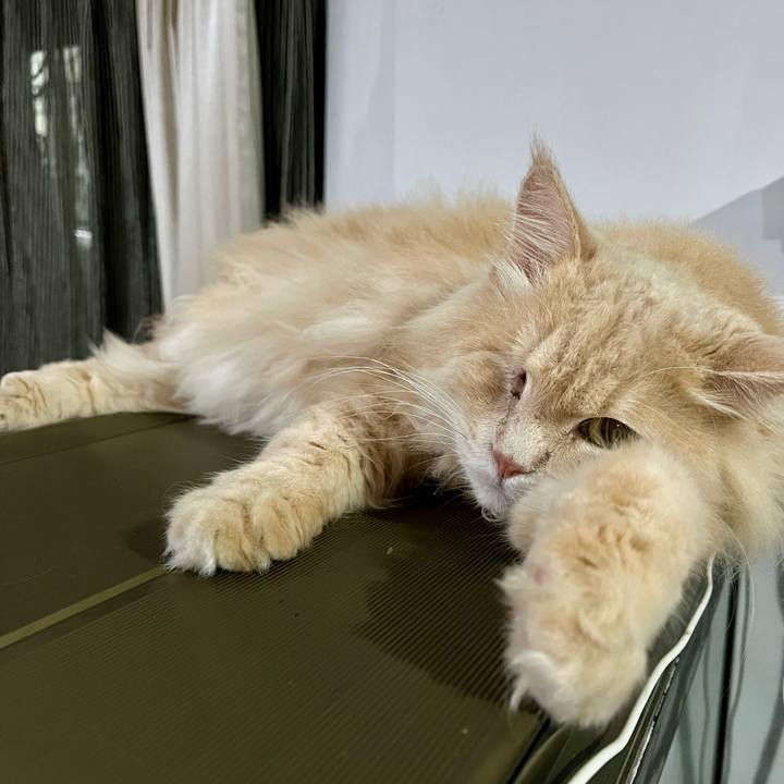 F329ec92 9b7d 431e aa44 d924e782180f 1765793884062