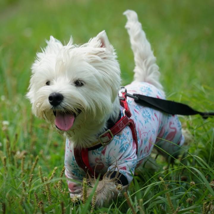 F32a5a3d 3bb7 4ac2 81bd d6255e30b93e 1531823294848