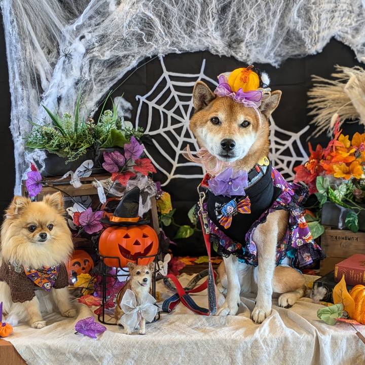 F32e4b20 aba8 4744 b244 905399d431d5 1730457128169