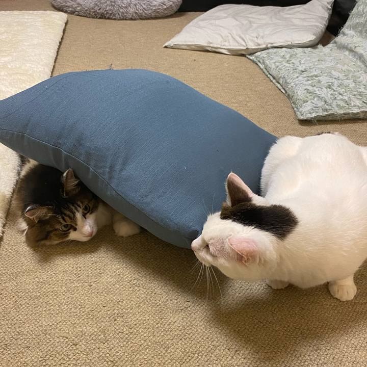 F332fbea ed14 4671 841e f8e10a8b91e9 1667429769673