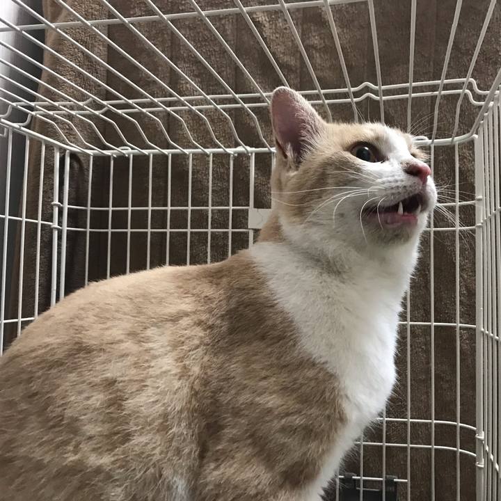 F3333aa9 3c2b 45a0 bb37 0970996f2f72 1541602220167