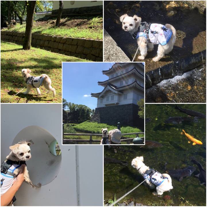 F335e75a 2bd3 48c1 ba74 21ef0b19eb4b 1568537433724