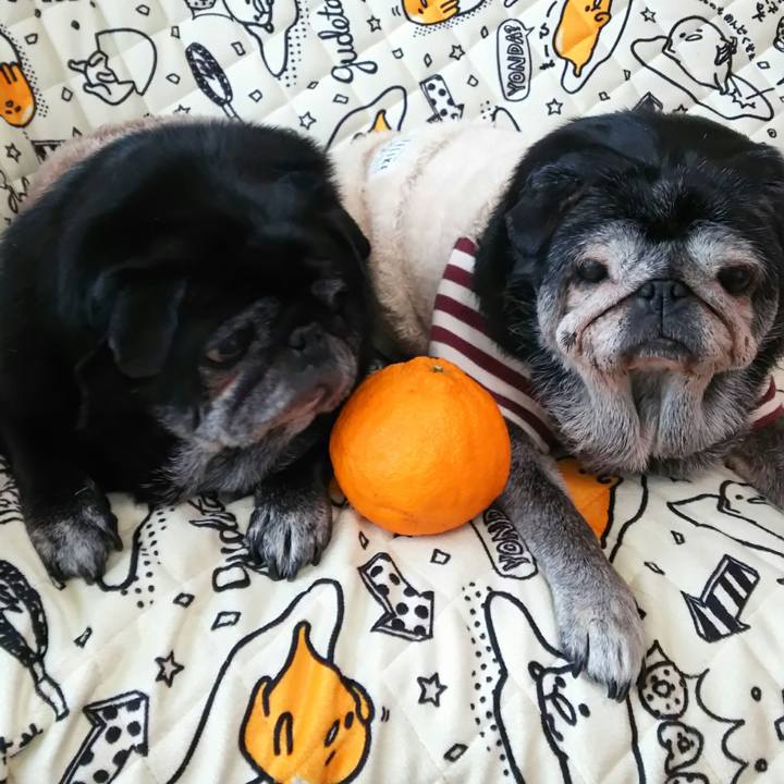 F336360d 63c3 45ce 8ce2 bbc4b4750552 1539306511560