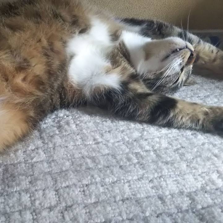 F3394a8c c544 4792 a270 97e5cb95ad12 1619073184321