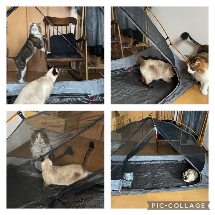 F33acf02 3619 40a1 aeef 94f8a8967230 1722155161091