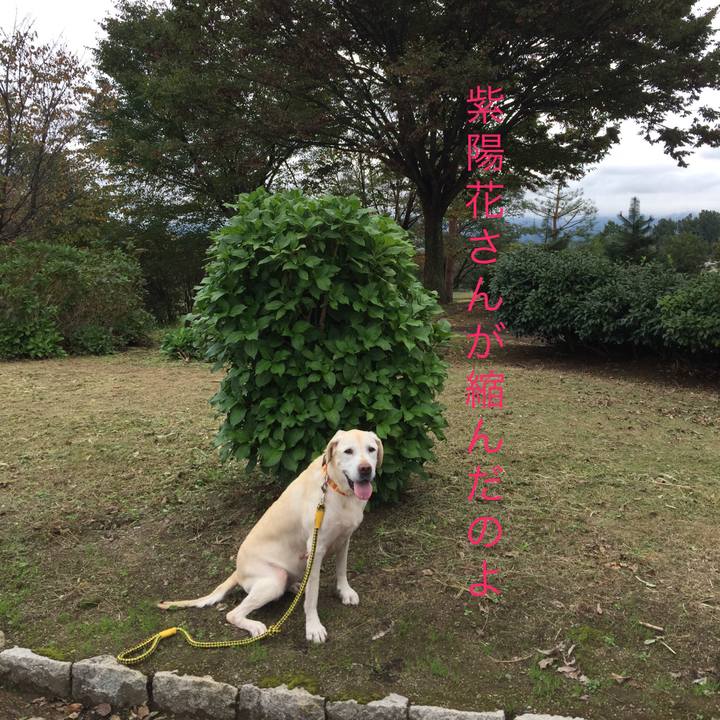 F342bb4c 8219 49ba a153 8477a1c696e1 1508479248275