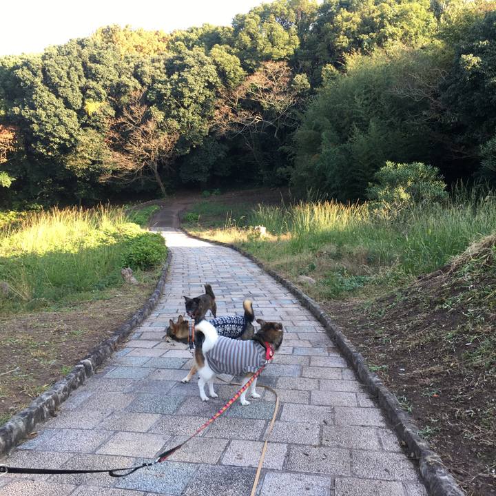 F342de8a 5e2b 4f12 a4ce c424123b9f02 1512559824814