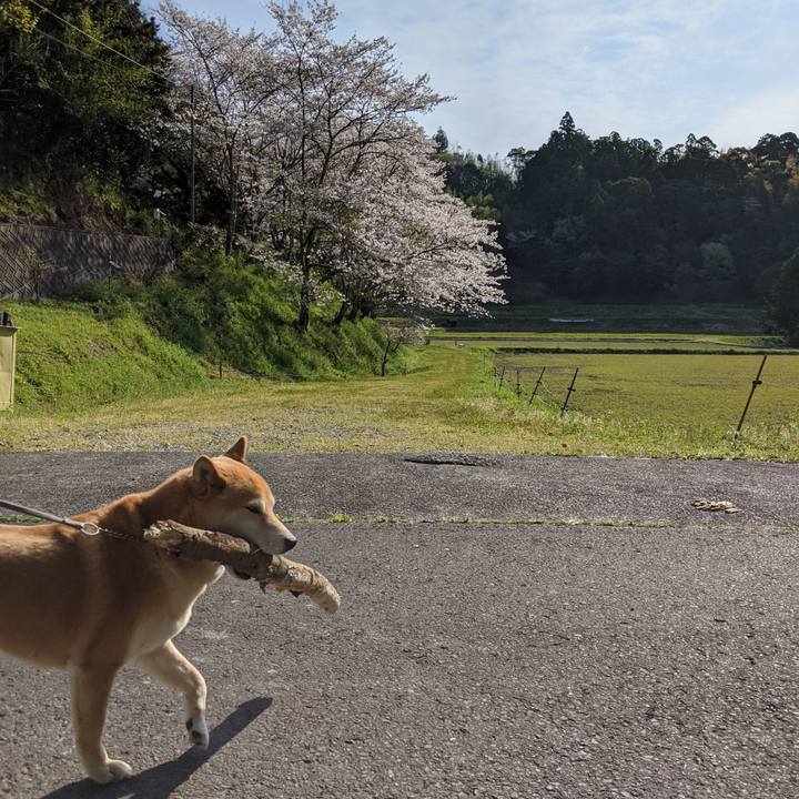 F3464b09 2d14 45b4 b66c e4103291ccfd 1586480489059