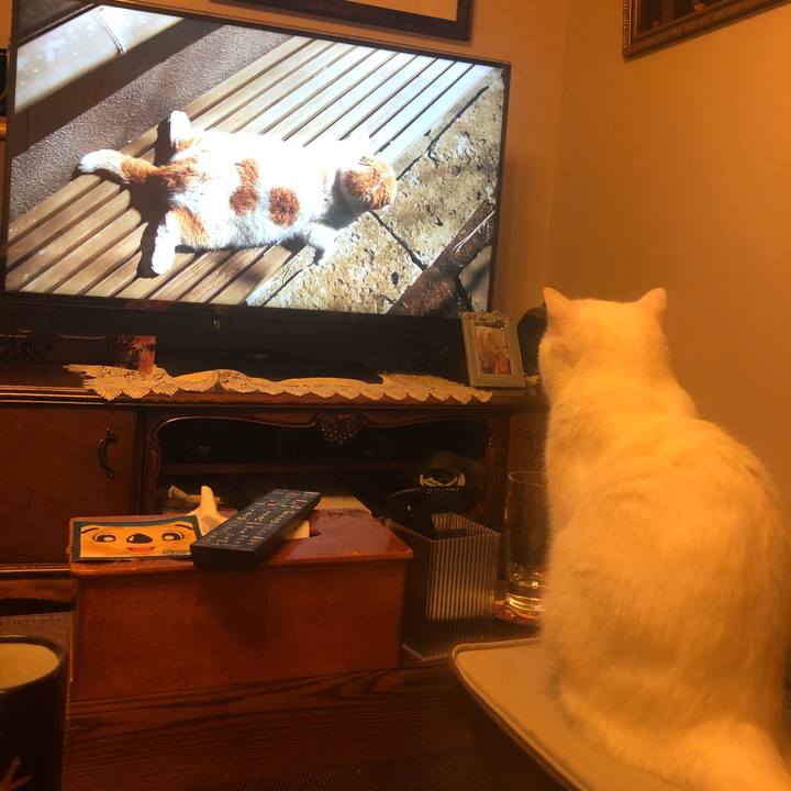 F349c834 17e5 40a9 b7d8 41db47cc4318 1586522524117