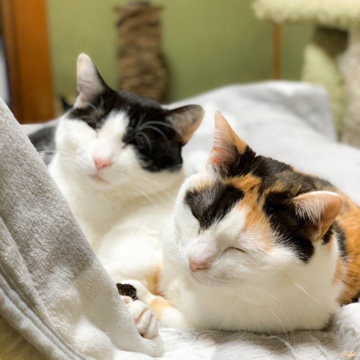 F34ae917 1862 4779 9b79 f2c8e77e66f3 1591925576298