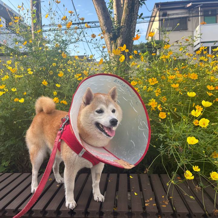 F34c7bae 8e03 4ce1 aa74 e9d82b52b8e7 1758673068440