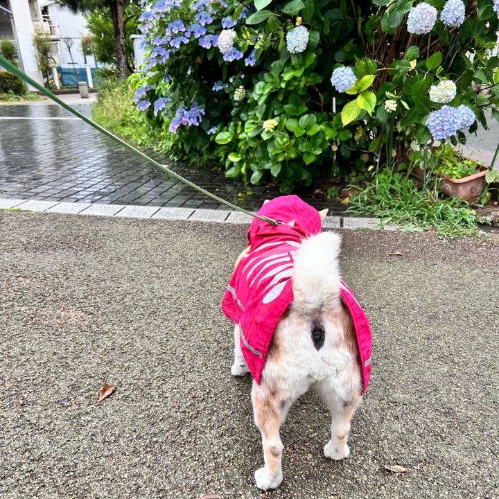 F34e7288 295f 4193 84fd c144e381df32 1749532886623