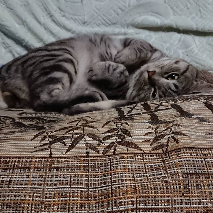 F34f8851 f331 44fc b572 88ebed7916a4 1514044092833