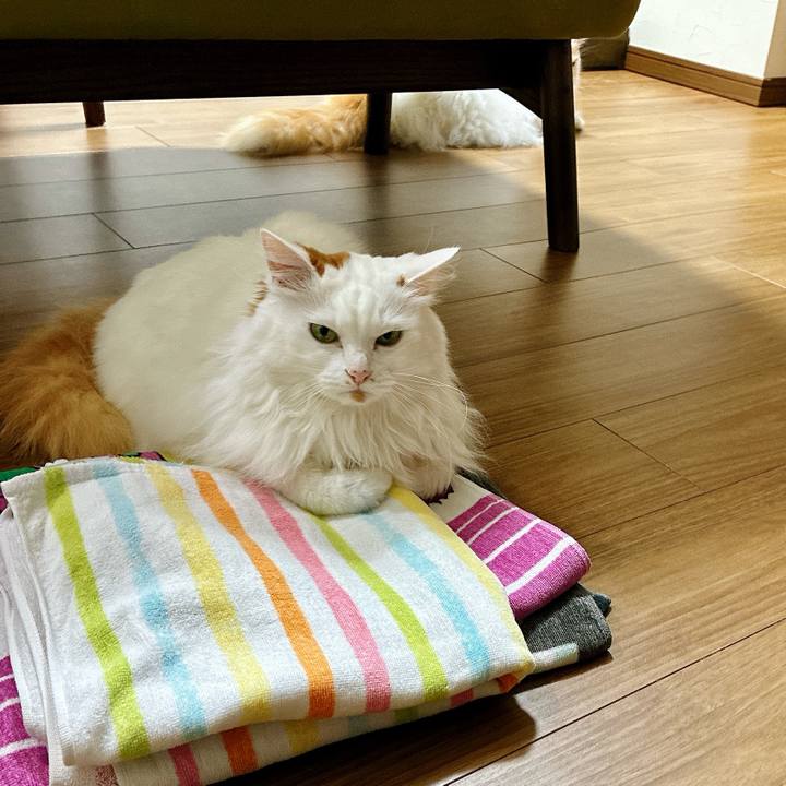 F351038d 8685 45cb b5e9 8416ac3c2fde 1770694266181