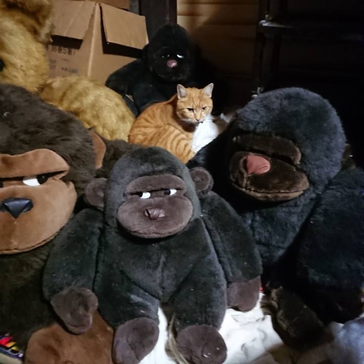 F358ab12 58b1 44dc 87ed 5977b4b92a0b 1604138502137