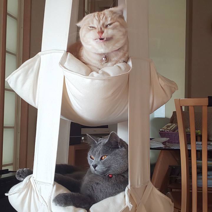 F35a332e 06ee 4ad2 847e c6dfea261a0a 1544587451934