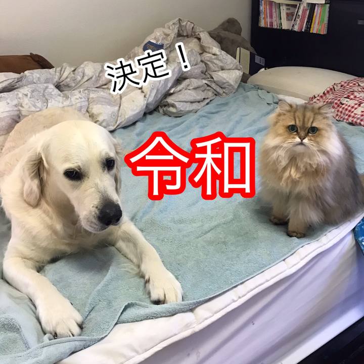 F360e34f d84b 4228 a859 5a16f1570dcb 1554100568286