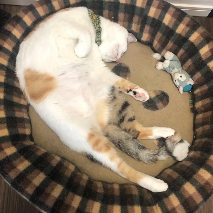 F3652e86 485c 41c3 8a20 ff4aec0b86a3 1594006743877