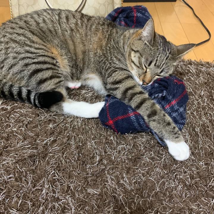 F366cd15 2397 4fea 815a fde9dc86937c 1545955207616