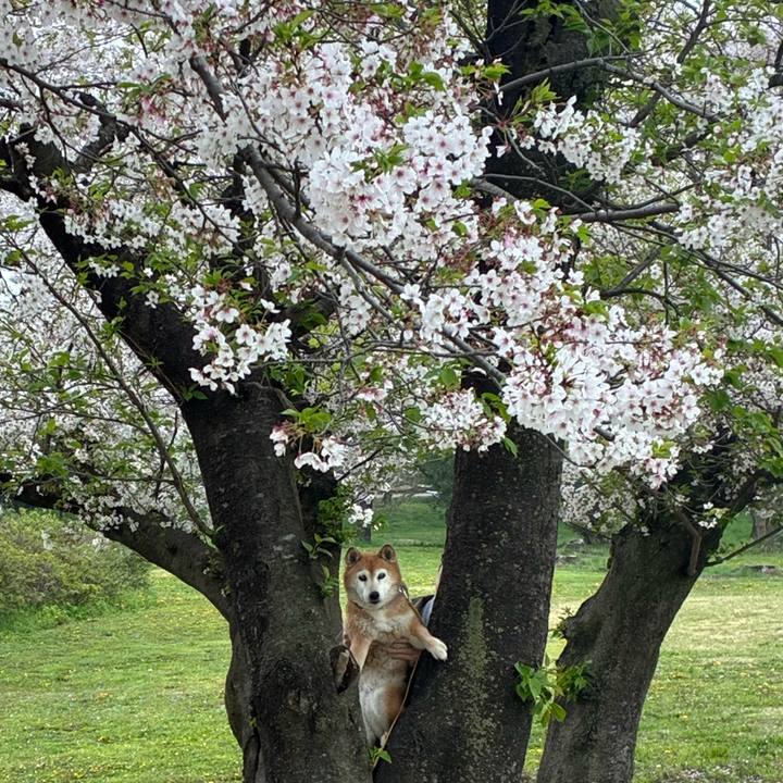 F36aacf5 e507 4155 b43f 8afa798cff77 1775534164411