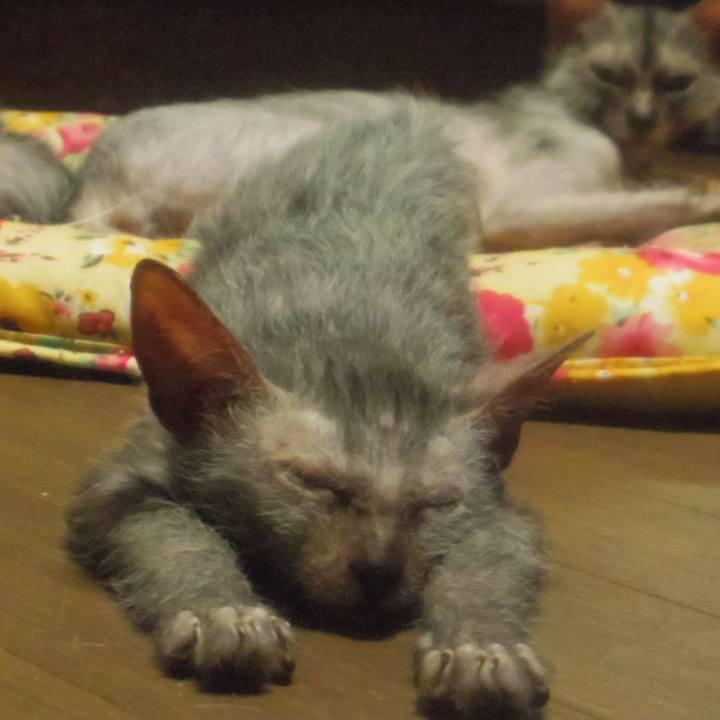 F36f446e 61ea 4487 b72a c9cd0de20589 1511066746897