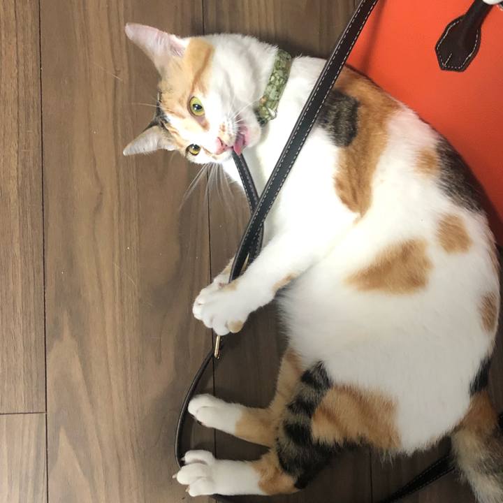 F372e06b b36e 4c88 83fe af132a545c3b 1595978894007