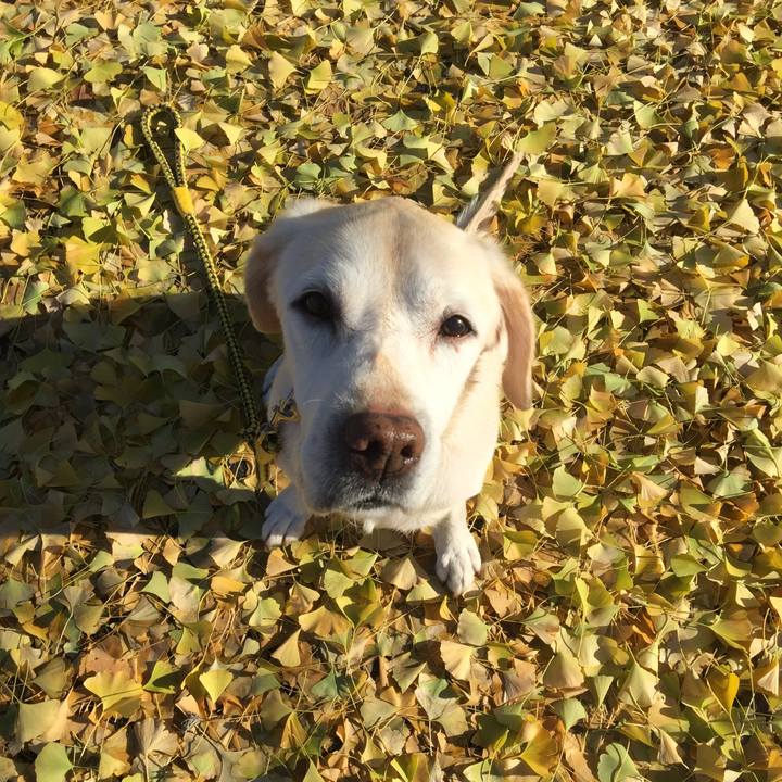 F3747dfc 931b 429e abba f16fbff5c8c7 1512264293187