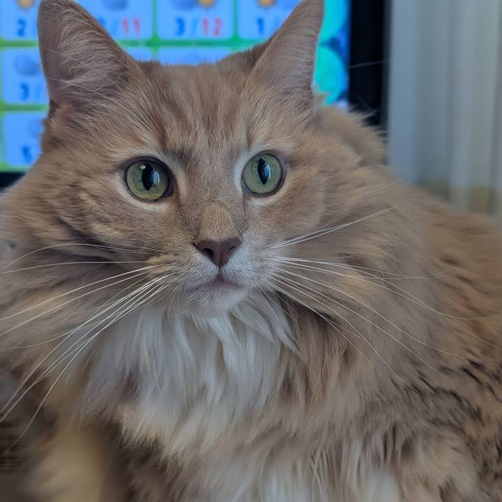 F3779ab9 b349 437a ae36 765545a0c03b 1734434556695