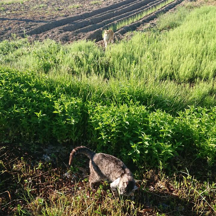 F378a5a9 8cb7 465b 8007 dd9c2d9f4d67 1590790997892