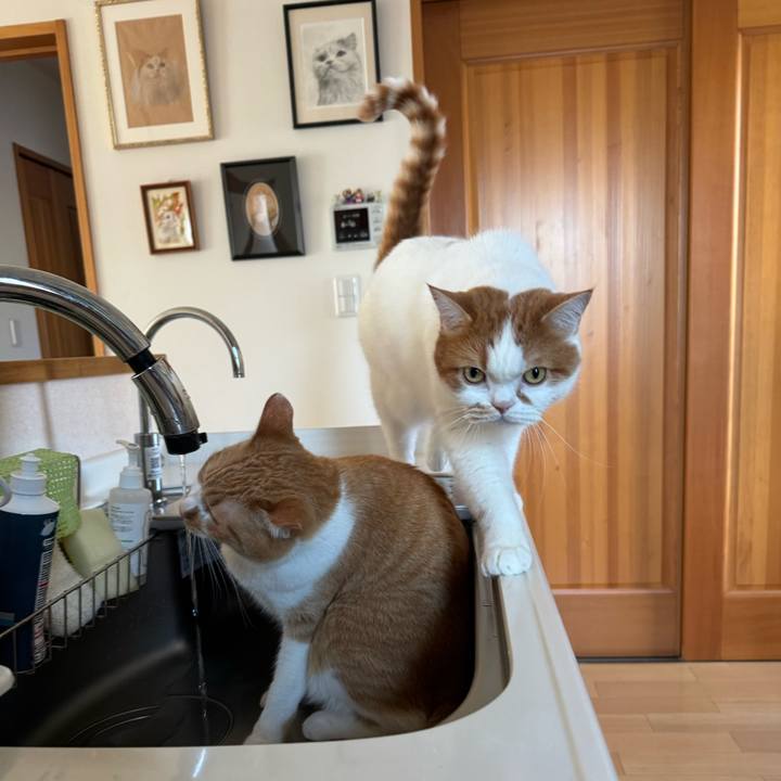 F380be5a b4e8 4993 8a1e efa7a9a204d4 1762568018534